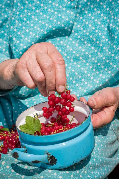 Anonyme Seniorin in ihrem Garten und selbst gezogene rote Johannisbeeren — Stockfoto