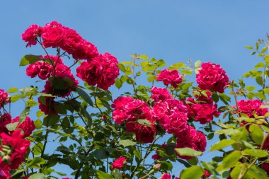 Güzel kırmızı güller