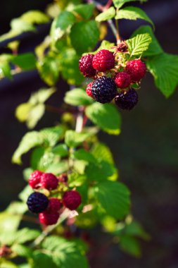 Blackberries bush, homegrown produce concept