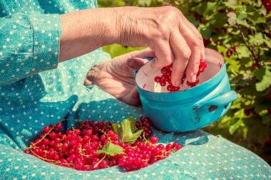 Onu Bahçe ve ev yapımı redcurrants anonim üst düzey kadın