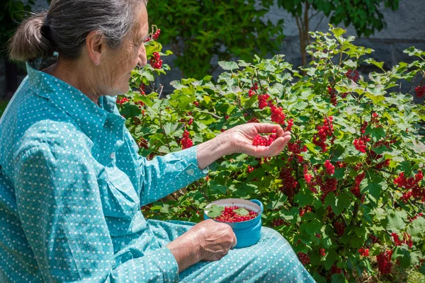 Beautiful senior woman in her garden picking homegrown redcurrants — Stock Photo, Image