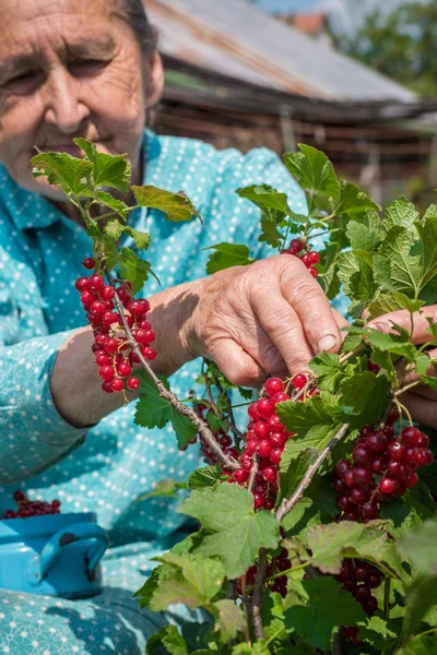 Beautiful senior woman in her garden picking homegrown redcurrants — Stock Photo, Image