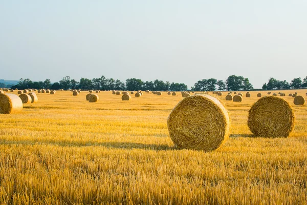 Harvested field with straw bales — Stock Photo, Image