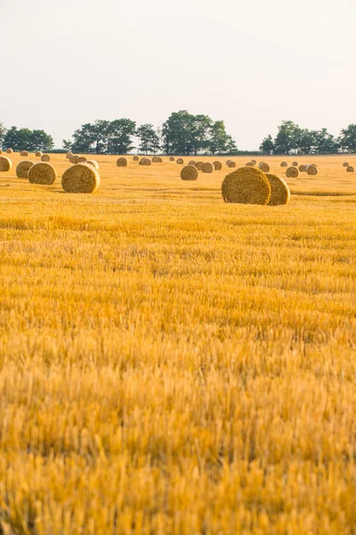 Harvested field with straw bales — Stock Photo, Image