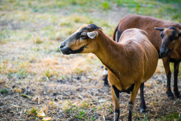 A flock of curious Barbado Blackbelly Sheep