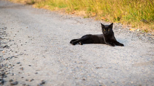 Gato negro — Foto de Stock