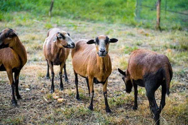 A flock of curious Barbado Blackbelly Sheep — Stock Photo, Image