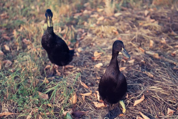 Black Male Indian Runner Ducks — Stock Photo, Image