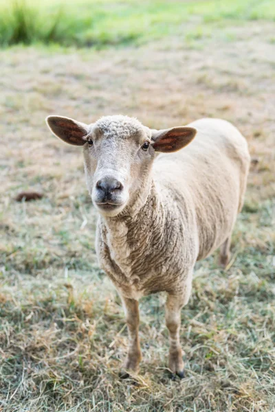 Zvědavý ovce, legrační domácí zvíře — Stock fotografie
