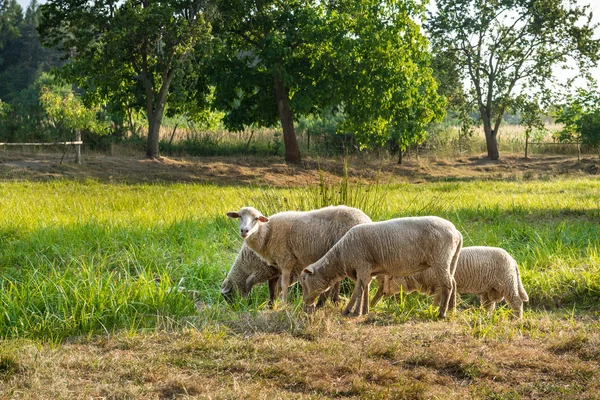 A flock of sheep grazes on a green field — Stock Photo, Image