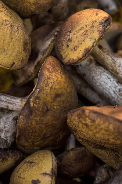 Keveréke ehető erdei gombákkal, esik, őszi koncepció — Stock Fotó