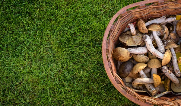 Ehető erdei gombákkal egy kosárban keveréke esik, őszi koncepció — Stock Fotó