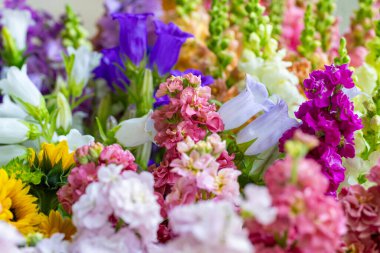 Taze kesilmiş bahar çiçeklerini çeşitli renklerde kapat. Güzel matthiola, Canterbury çanları ve aslanağzı. Çiçek detay çekimi.