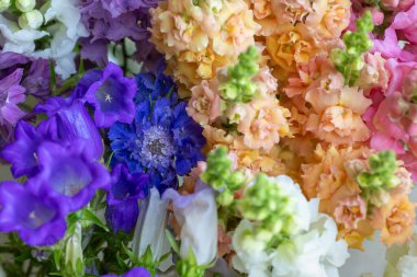 Taze kesilmiş bahar çiçeklerini çeşitli renklerde kapat. Pastel renkli aslanağzı, Canterbury çanları ve daha fazla bahar çiçeği. Çiçek detay çekimi. 