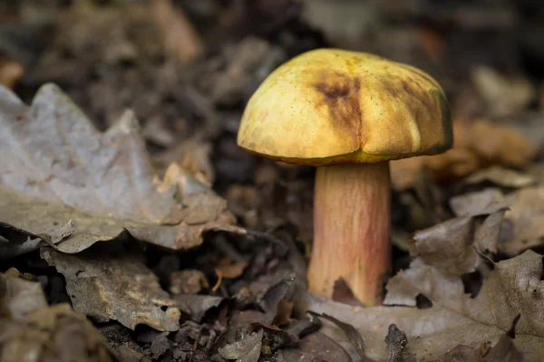 그것의 자연 서식 지가 개념에에서 식용 숲 버섯 — 스톡 사진