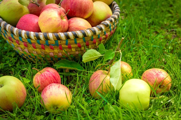 Pommes biologiques dans le panier, verger de pommes, produits frais faits maison — Photo