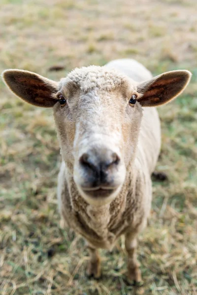 Ovelhas curiosas, animal doméstico engraçado — Fotografia de Stock