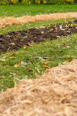 Mevsimlik bitki bakımını ve sürdürülebilir bahçıvanlık uygulamalarını gösteren, samanla kaplanmış taze saman çiçekleriyle sonbahar bahçesi. Toprak bakımı.