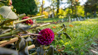 Dahlia bitkileri sonbahar kazıları ve kış depolama için bir bahçe yatağında kesilip etiketlenmişler..