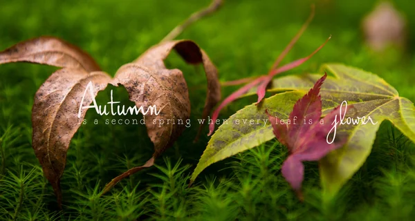 Autumn maple tree background — Stock Photo, Image