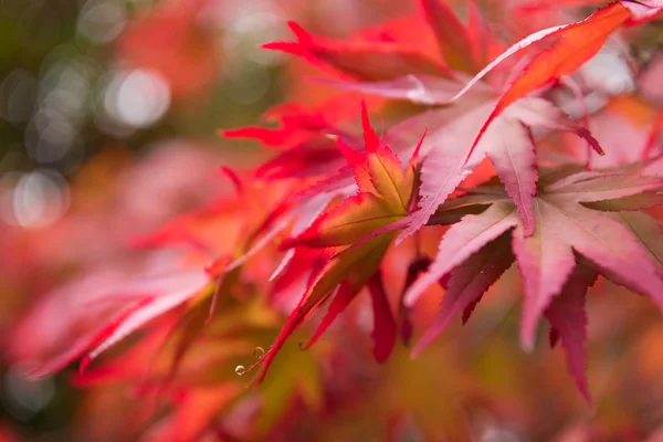 Autum klonowe listowie tło — Zdjęcie stockowe