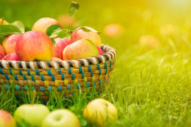 Organik elma sepeti, elma bahçesi, taze homegrown üretmek
