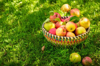 Organik elma sepeti, elma bahçesi, taze homegrown üretmek
