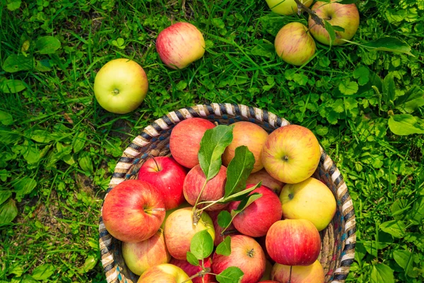 Органічні яблука в кошику, яблучний сад, свіжі домашні продукти — стокове фото