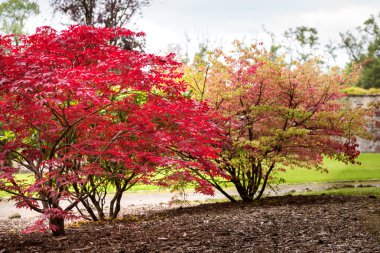 Sonbahar botanik arka plan