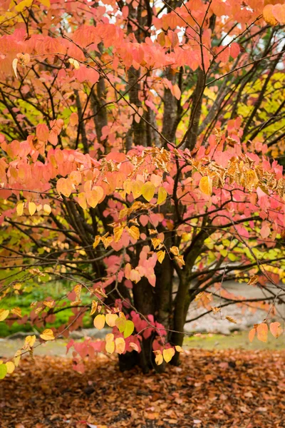 Jesień botanika tło — Zdjęcie stockowe