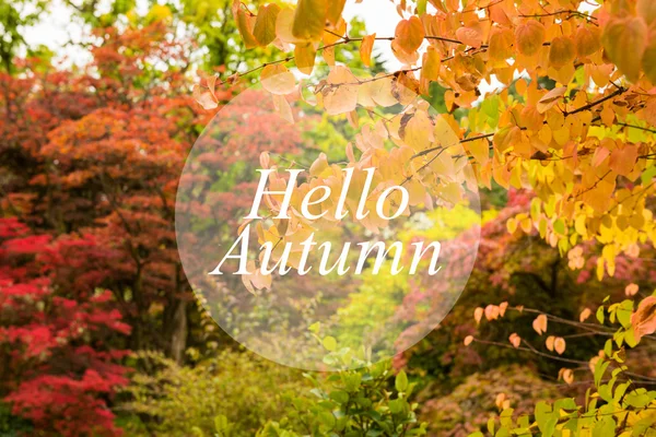 Botanischer Hintergrund im Herbst — Stockfoto
