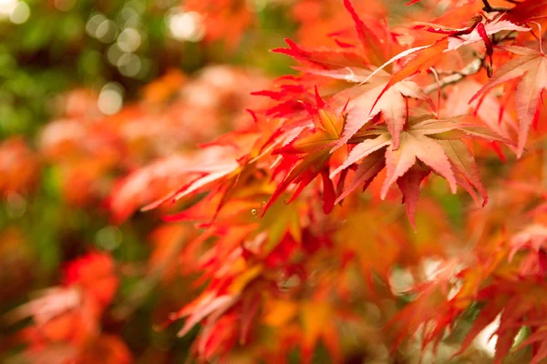 Jesień botanika tło — Zdjęcie stockowe