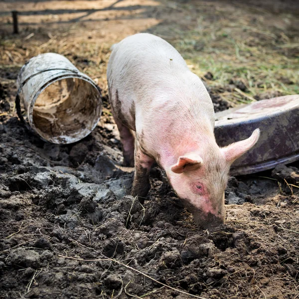 Free range, outdoor bred piglet playing in the mud at an agricultural farm — Stock Photo, Image