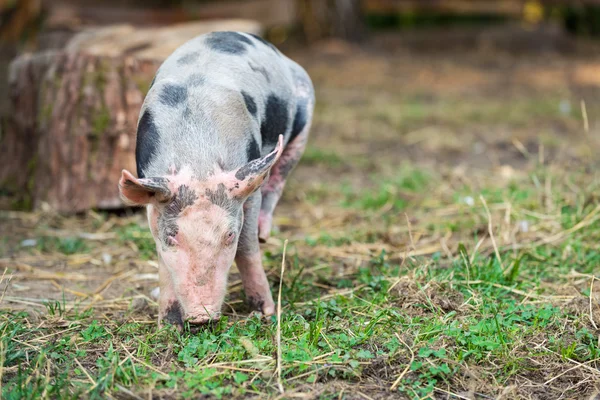 Free range, outdoor bred cute pink piglet — Stock Photo, Image