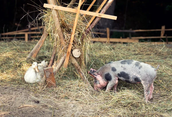 Happy free range, outdoor bred piglet, goose and duck — Stock Photo, Image