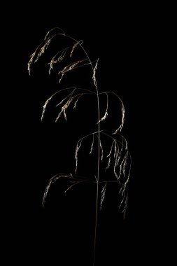 Bir kuru ot panicles stüdyo çekim