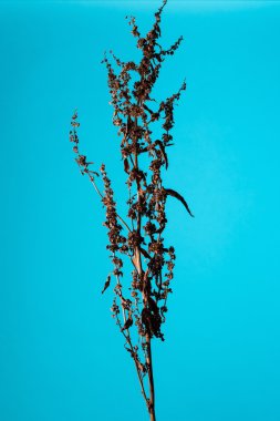 Stüdyo çekim kuru hassas mahagony kırmızı çiçek