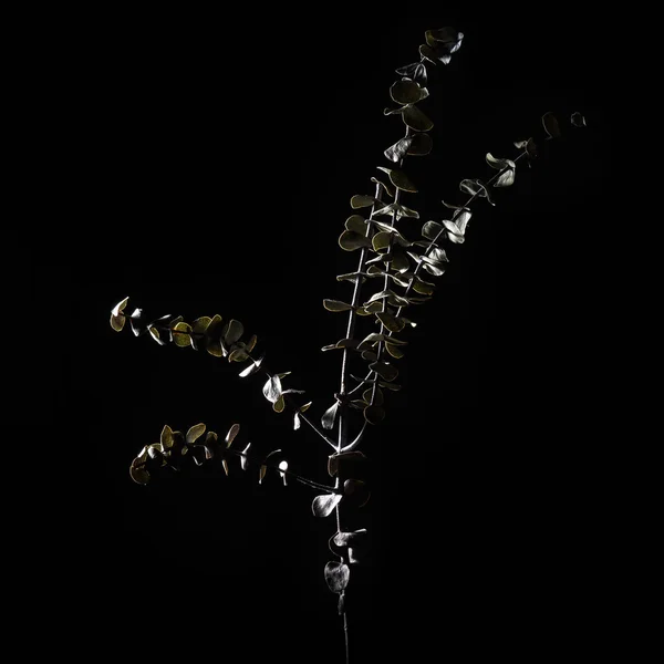 Studio shot of a delicate unusual dried plant — Stock Photo, Image
