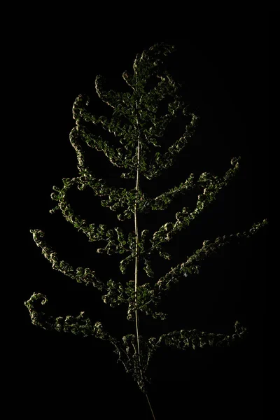 Студійний знімок сухого листка папороті — стокове фото