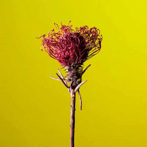 Studioaufnahme einer trockenen Protea-Blume — Stockfoto