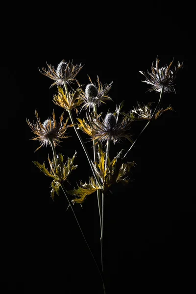 Studio shot of a dry Purple Teasel flower — Stock Photo, Image