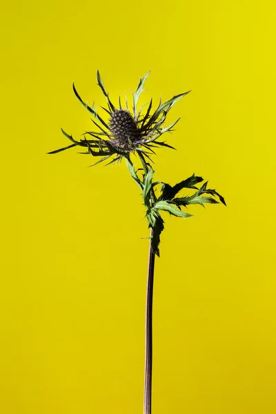 Studioaufnahme einer trockenen lila Teelichterblume — Stockfoto