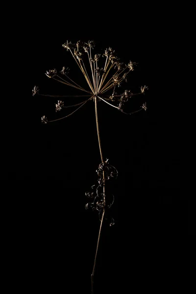 Στούντιο πυροβολισμό ενός λουλουδιού ξηρό άνηθο άγρια — Φωτογραφία Αρχείου