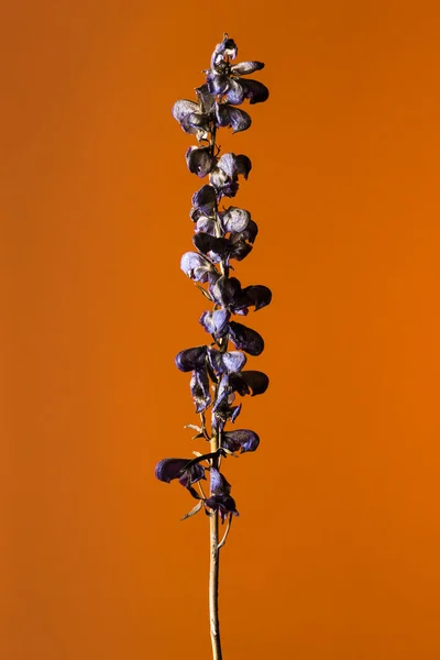 Студійний знімок сухої квітки — стокове фото