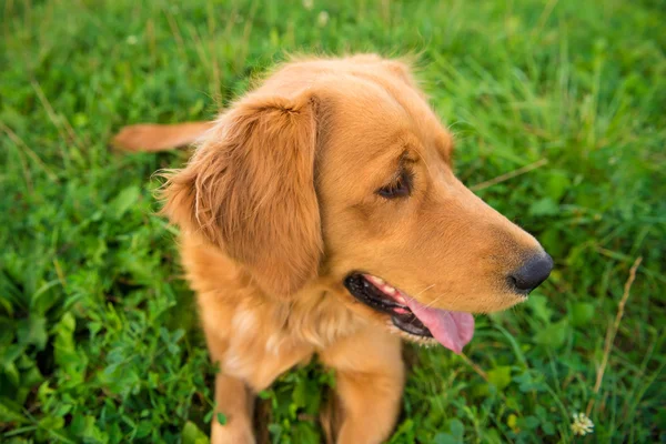 Zwierzę złoty pies myśliwski — Zdjęcie stockowe