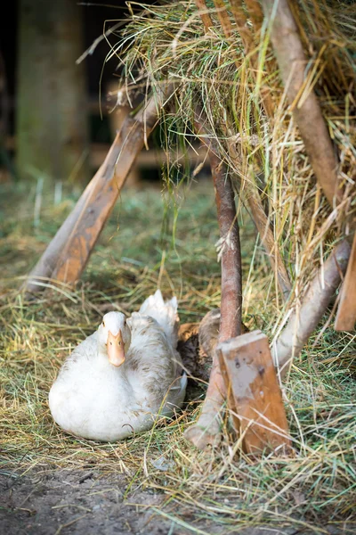 Happy free range, outdoor bred goose and duck