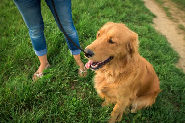 Golden retriever with her owner — Stock Photo, Image