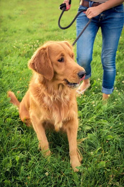 Golden Retriever กับเจ้าของของเธอ — ภาพถ่ายสต็อก