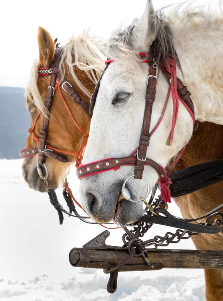 Trenó de cavalo, transporte alternativo de inverno, atração turística — Fotografia de Stock