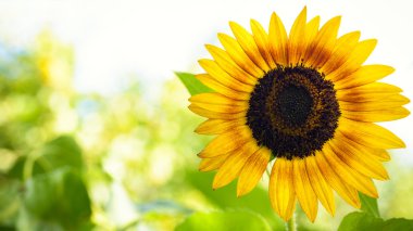 parlak sarı ayçiçeği ve güneş